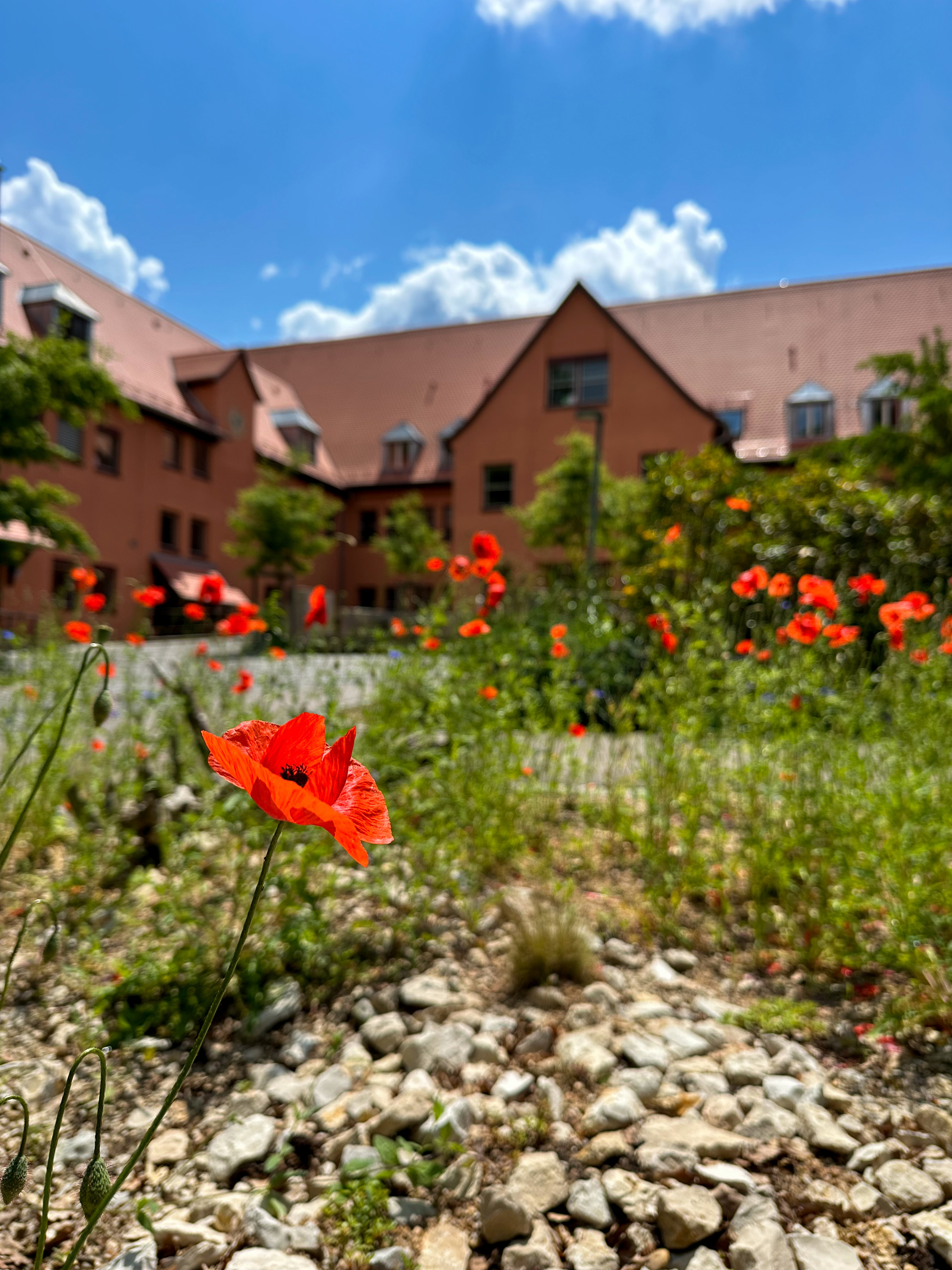 Front062023_Mohnblumen